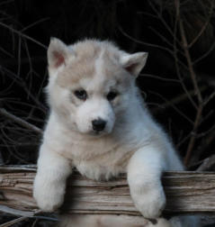 Siberian Husky Nordic Fire