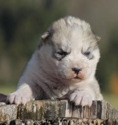 Siberian Husky Nordic Fire