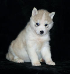 Siberian Husky Nordic Fire