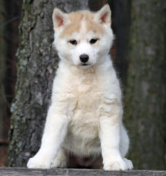 Siberian Husky Nordic Fire