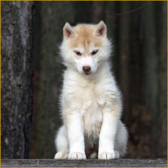 Siberian Husky Nordic Fire