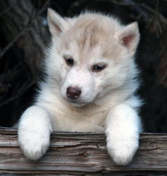 Siberian Husky Nordic Fire