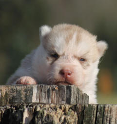 Siberian Husky Nordic Fire