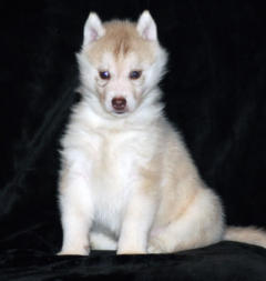 Siberian Husky Nordic Fire