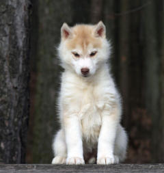 Siberian Husky Nordic Fire