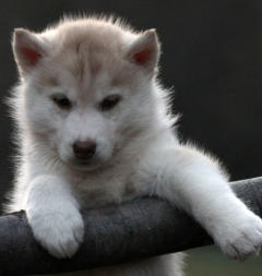 Siberian Husky Nordic Fire