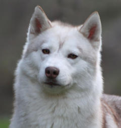 Siberian Husky Nordic Fire