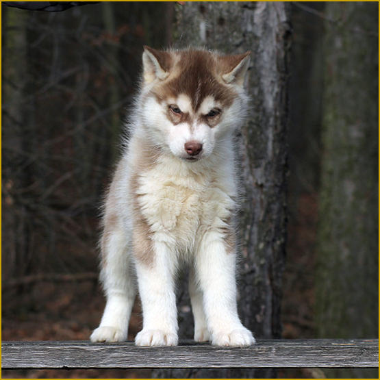 Siberian Husky Nordic Fire