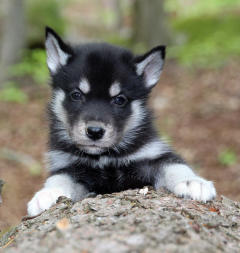 Siberian Husky Nordic Fire