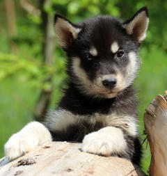 Siberian Husky Nordic Fire