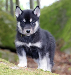 Siberian Husky Nordic Fire