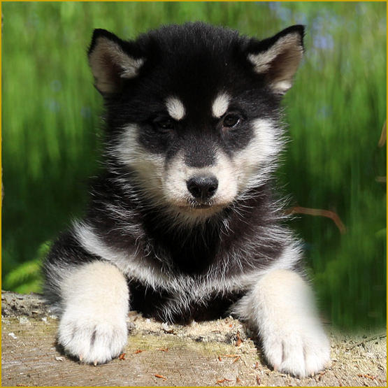 Siberian Husky Nordic Fire