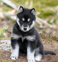 Siberian Husky Nordic Fire