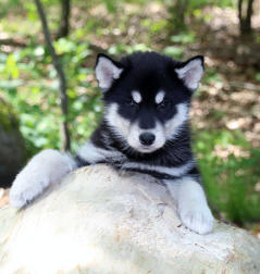 Siberian Husky Nordic Fire