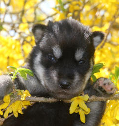 Siberian Husky Nordic Fire