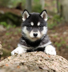 Siberian Husky Nordic Fire