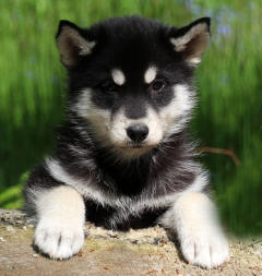 Siberian Husky Nordic Fire