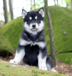 Siberian Husky Nordic Fire