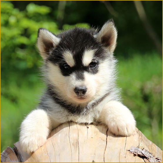 Siberian Husky Nordic Fire