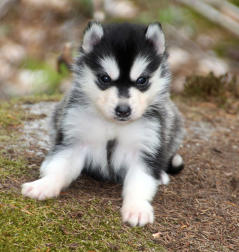 Siberian Husky Nordic Fire