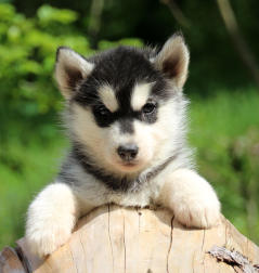 Siberian Husky Nordic Fire