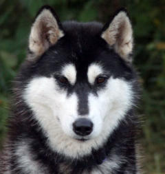 Siberian Husky Nordic Fire