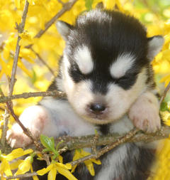 Siberian Husky Nordic Fire