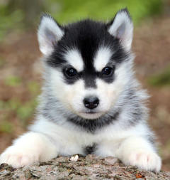 Siberian Husky Nordic Fire