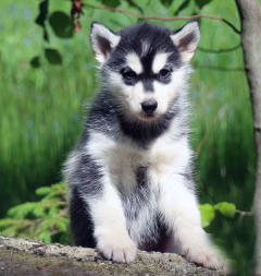 Siberian Husky Nordic Fire