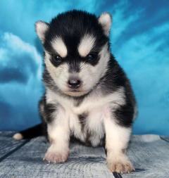 Siberian Husky Nordic Fire