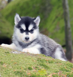 Siberian Husky Nordic Fire