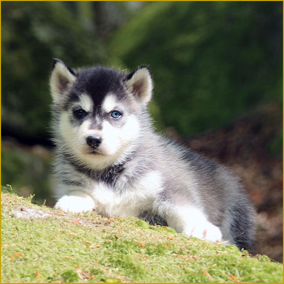 Siberian Husky Nordic Fire