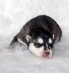 Siberian Husky Nordic Fire