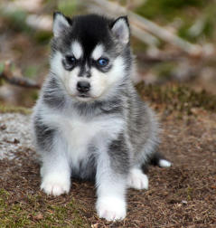 Siberian Husky Nordic Fire