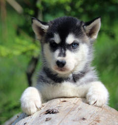 Siberian Husky Nordic Fire