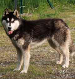 Siberian Husky Nordic Fire