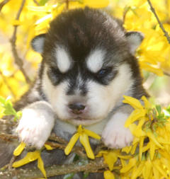 Siberian Husky Nordic Fire