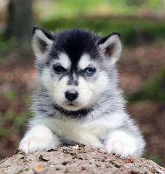 Siberian Husky Nordic Fire