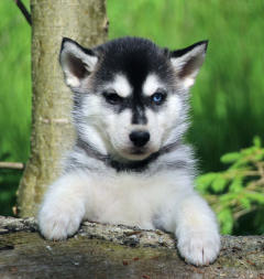 Siberian Husky Nordic Fire