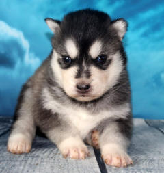 Siberian Husky Nordic Fire