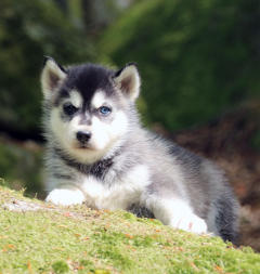 Siberian Husky Nordic Fire