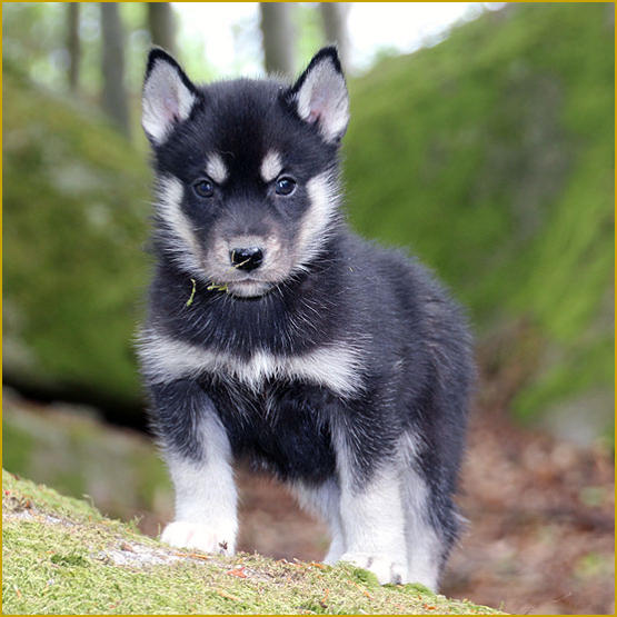 Siberian Husky Nordic Fire