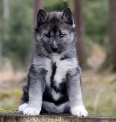 Siberian Husky Nordic Fire