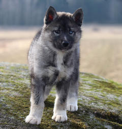 Siberian Husky Nordic Fire