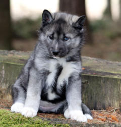 Siberian Husky Nordic Fire