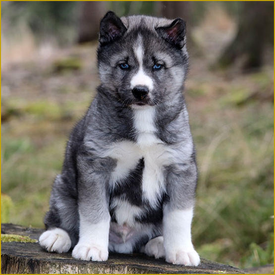 Siberian Husky Nordic Fire