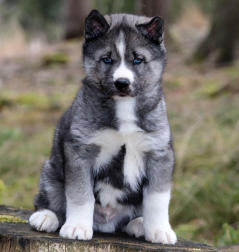 Siberian Husky Nordic Fire