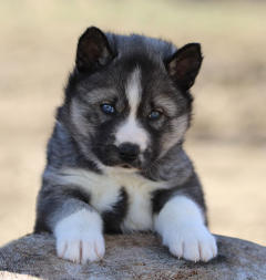 Siberian Husky Nordic Fire