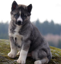 Siberian Husky Nordic Fire