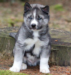 Siberian Husky Nordic Fire